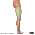 Image of muscle locations on lower limb