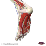 Plantar Surface of Foot Showing Muscles that Lie Under the Plantar Fascia