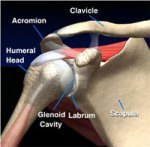 The Right Shoulder Joint